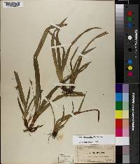 Carex abscondita image