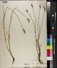 Carex albolutescens image