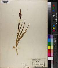 Carex aquatilis image