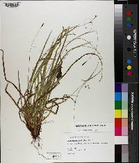 Carex austrocaroliniana image