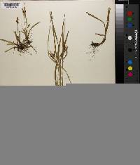 Carex aurea image