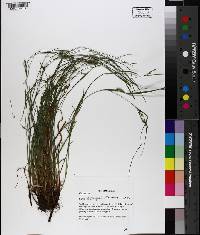 Carex bulbostylis image