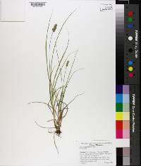 Carex cephalophora image