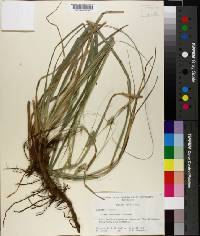 Carex cherokeensis image