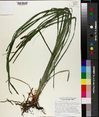 Carex cherokeensis image