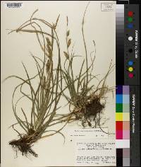 Carex cherokeensis image