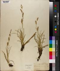 Carex cherokeensis image