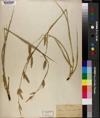 Carex cherokeensis image