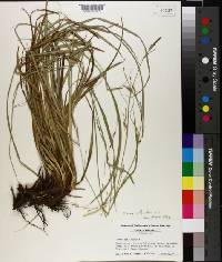 Carex cherokeensis image