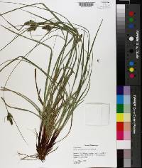 Carex complanata image