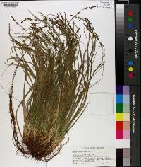 Carex communis image