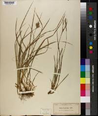 Carex dasycarpa image