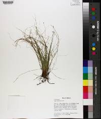 Carex eburnea image