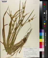 Carex folliculata image