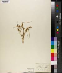 Carex flava image