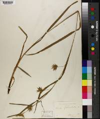 Carex folliculata image