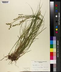 Carex festucacea image