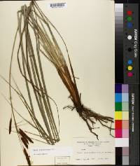 Carex glaucescens image