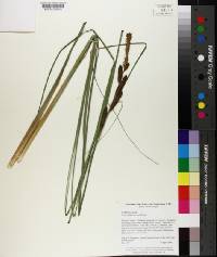 Carex glaucescens image