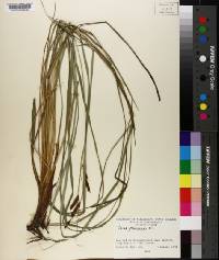 Carex glaucescens image