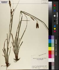 Carex glaucescens image