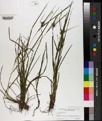 Carex intumescens image