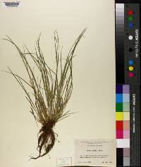 Carex jamesii image