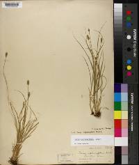 Carex leavenworthii image