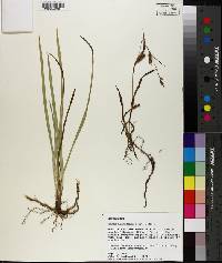 Carex microdonta image