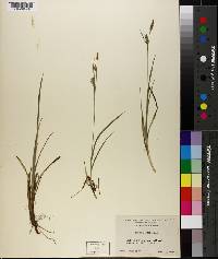 Carex meadii image