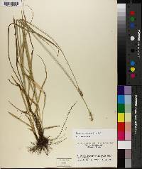 Carex muehlenbergii image