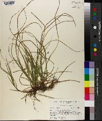 Carex nigromarginata var. floridana image