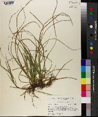 Carex nigromarginata image