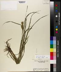 Carex louisianica image