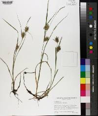 Carex louisianica image