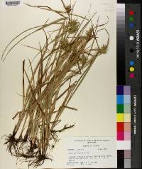 Carex louisianica image