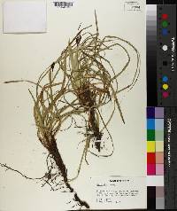 Carex picta image