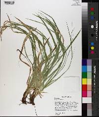 Carex picta image