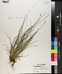 Carex retroflexa image