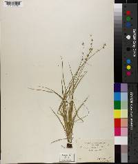 Carex rosea var. minor image