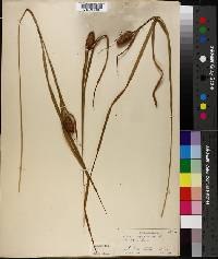 Carex squarrosa image