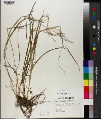 Carex striatula image