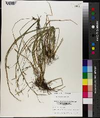 Carex striatula image