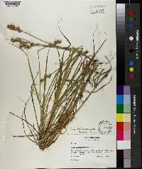 Carex tribuloides image