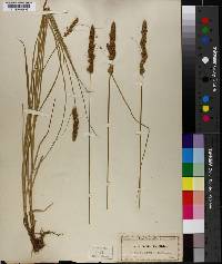 Carex vulpinoidea image