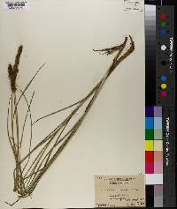 Carex vulpinoidea image