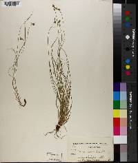 Carex varia image