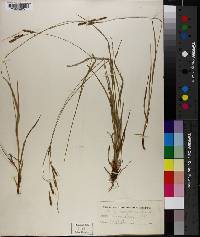 Carex virescens image