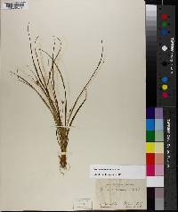 Carex willdenowii image