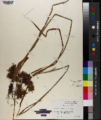 Cyperus odoratus image